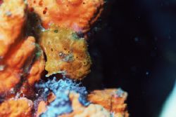 Frogfish on elephant sponge. He was slowly walking. If yo... by Jacques Miller 